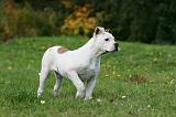 BOULEDOGUE AMERICAIN 265